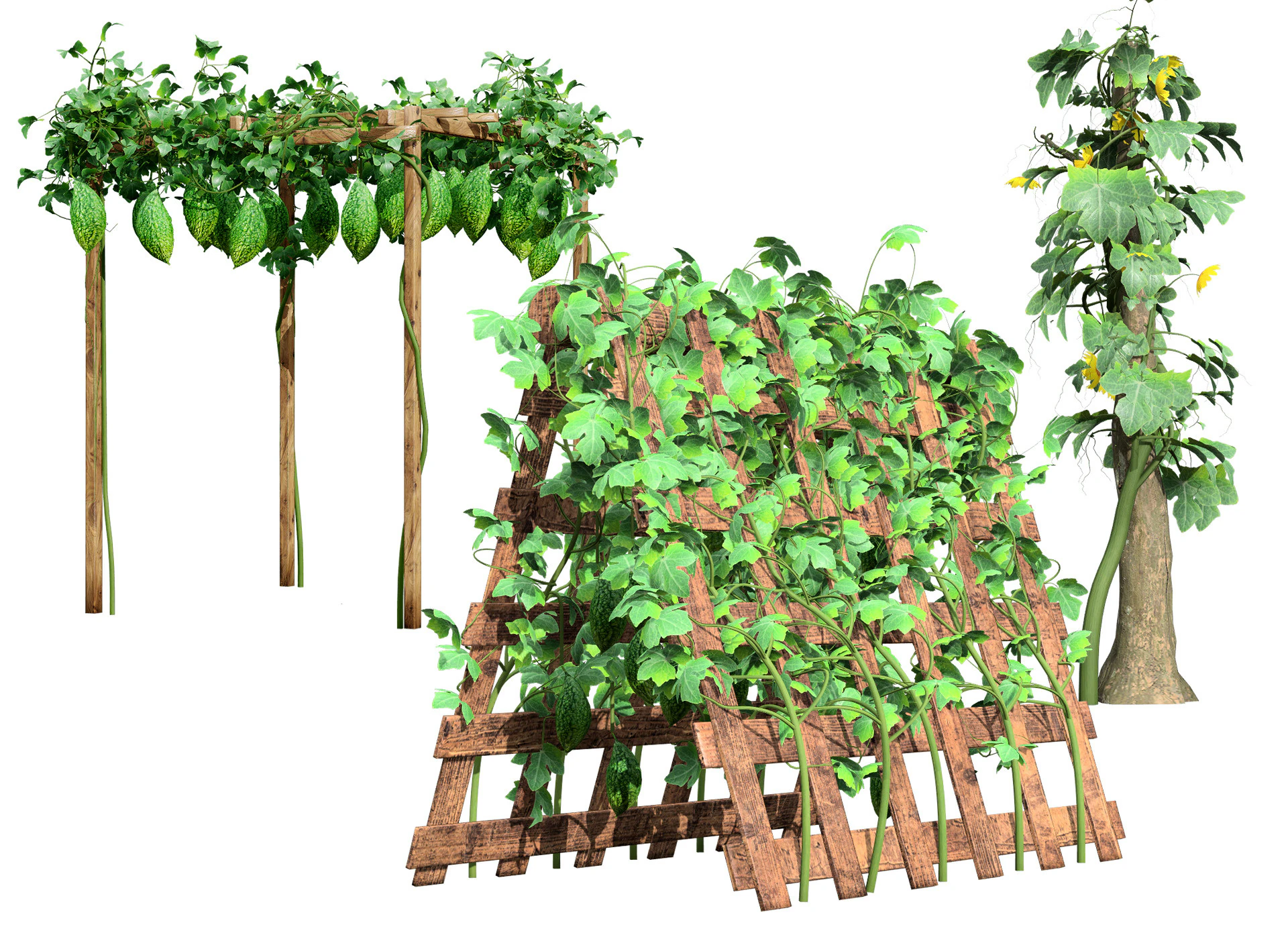 Confezione di edera per piante di zucca amara Modello 3D .c4d .max .obj .3ds .fbx .stl .blend 