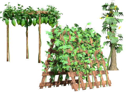 Bitter Gourd Plant Ivy Pack 3D 模型