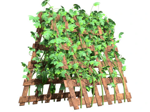 Confezione di edera per piante di zucca amara Modello 3D