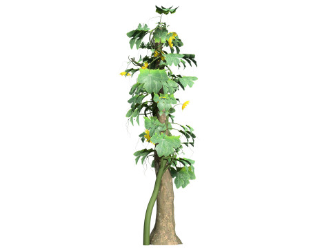 Confezione di edera per piante di zucca amara Modello 3D