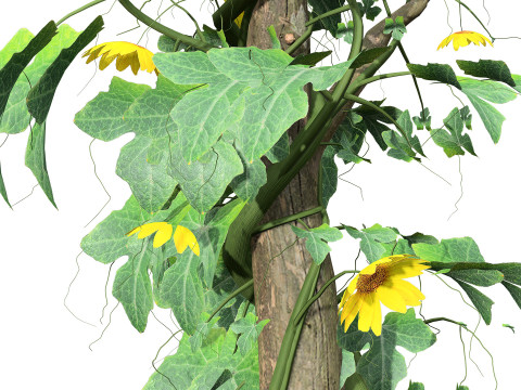 Confezione di edera per piante di zucca amara Modello 3D