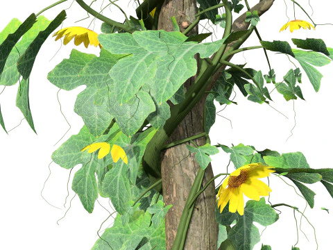 Confezione di edera per piante di zucca amara Modello 3D