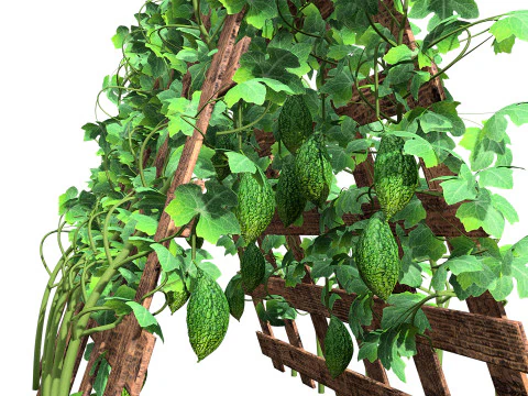 Confezione di edera per piante di zucca amara Modello 3D