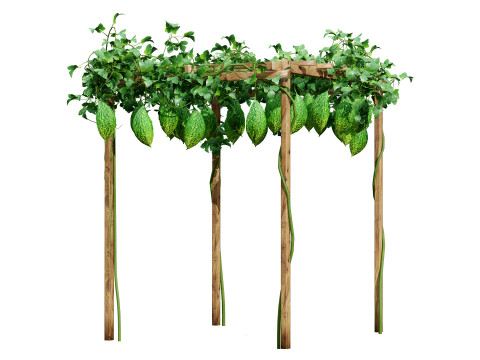 Confezione di edera per piante di zucca amara Modello 3D