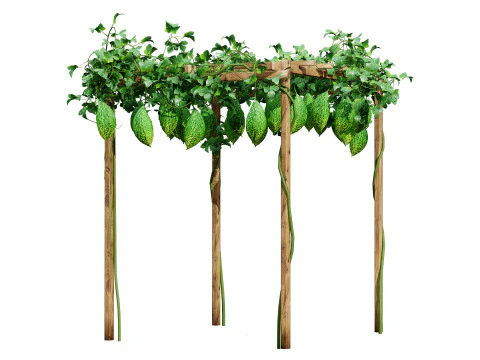 Confezione di edera per piante di zucca amara Modello 3D