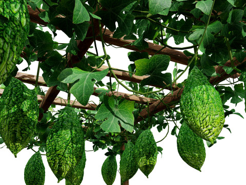 Confezione di edera per piante di zucca amara Modello 3D
