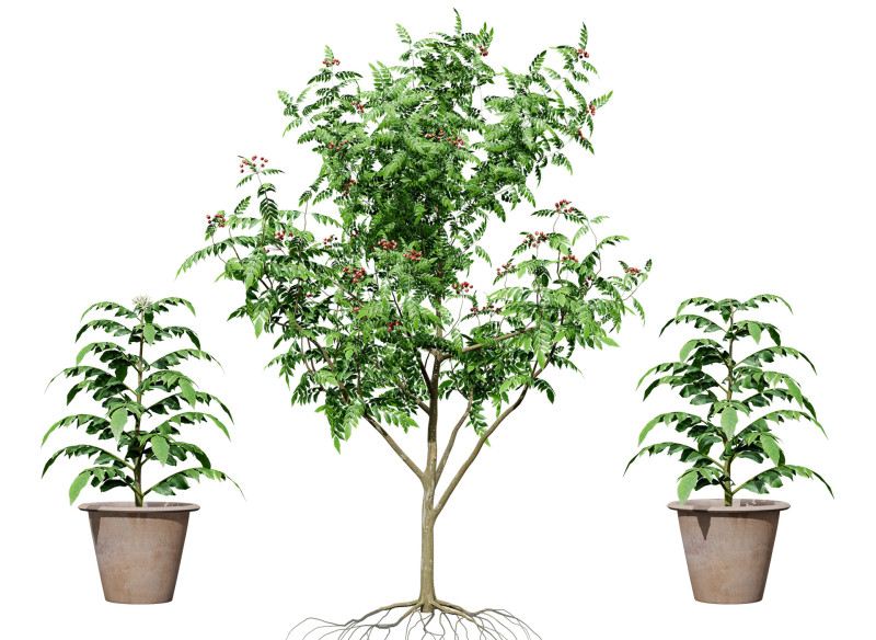 Curry Leaf Tree-collectie 3D Model .c4d .max .obj .3ds .fbx .stl .blend