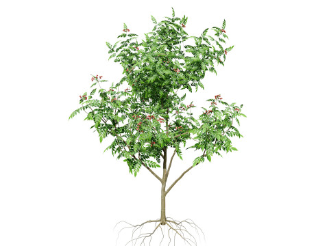 Curry Leaf Tree-collectie 3D Model