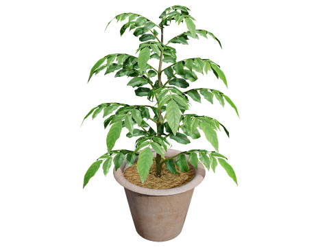 Curry Leaf Tree-collectie 3D Model