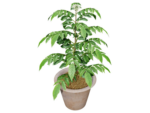Curry Leaf Tree-collectie 3D Model