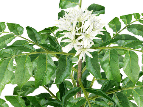 Curry Leaf Tree-collectie 3D Model