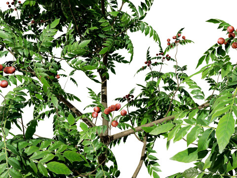 Curry Leaf Tree-collectie 3D Model