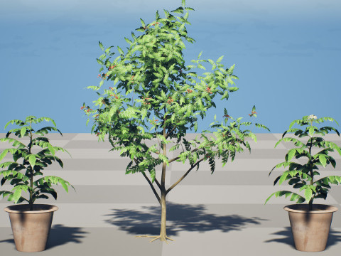 Curry Leaf Tree-collectie 3D Model