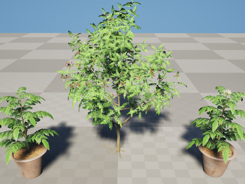 Curry Leaf Tree-collectie 3D Model