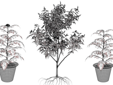 Curry Leaf Tree-collectie 3D Model