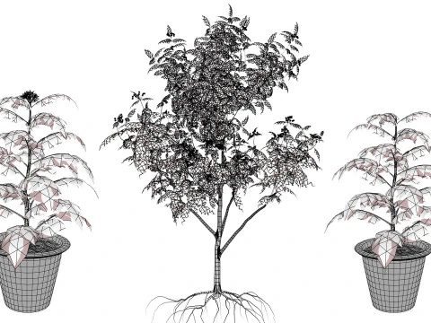 カレーリーフツリーコレクション 3Dモデル