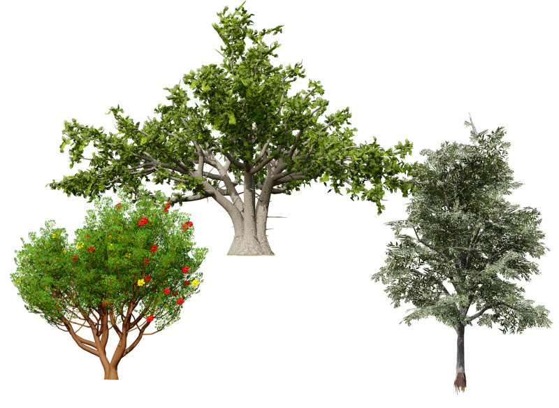 मोरक्कन ट्री पैक 3D मॉडल .c4d .max .obj .3ds .fbx .stl .blend