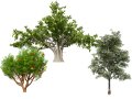 Moroccan Tree Pack Modelo 3D