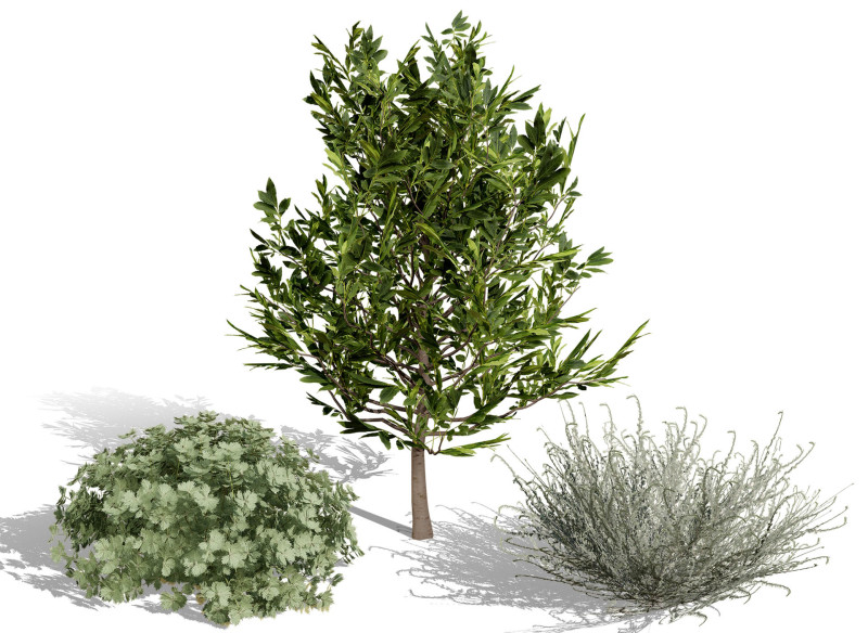Koleksi Flora Gersang Maroko Model 3D .c4d .max .obj .3ds .fbx .stl .blend