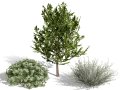 Moroccan Arid Flora Collection Modelo 3D