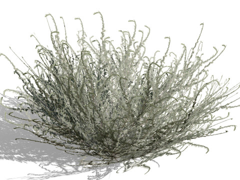 Koleksi Flora Gersang Maroko Model 3D