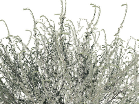 Koleksi Flora Gersang Maroko Model 3D