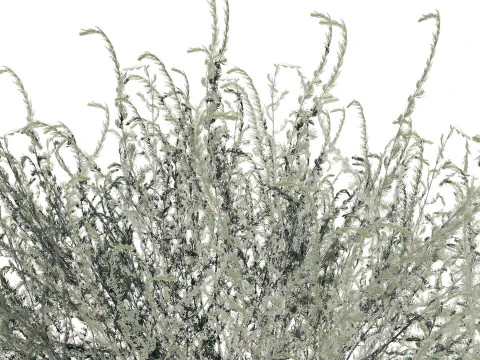 Moroccan Arid Flora Collection 3D Model