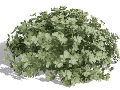 Koleksi Flora Gersang Maroko Model 3D