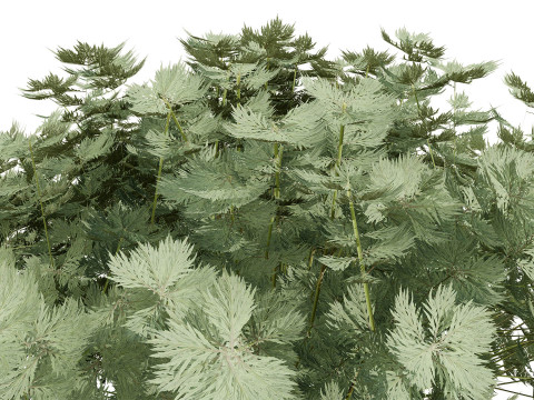 Koleksi Flora Gersang Maroko Model 3D