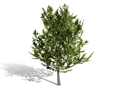 Koleksi Flora Gersang Maroko Model 3D