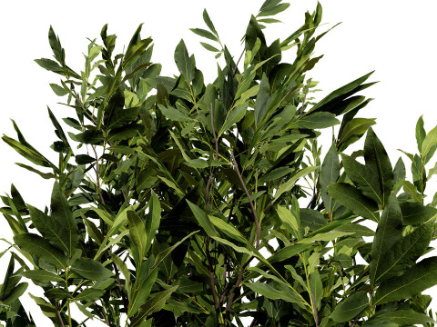 Koleksi Flora Gersang Maroko Model 3D