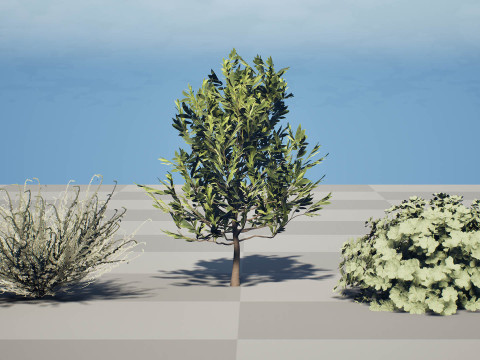 Koleksi Flora Gersang Maroko Model 3D