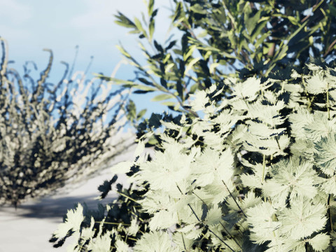 Koleksi Flora Gersang Maroko Model 3D