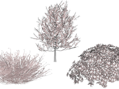 Koleksi Flora Gersang Maroko Model 3D