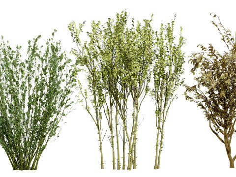 British Vegetation 3D Asset Pack 3D Model