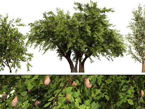 British Vegetation 3D Asset Pack 3D Model