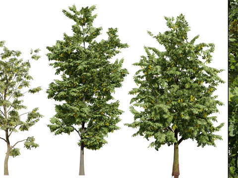 British Vegetation 3D Asset Pack 3D Model