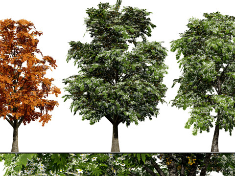 British Vegetation 3D Asset Pack 3D Model