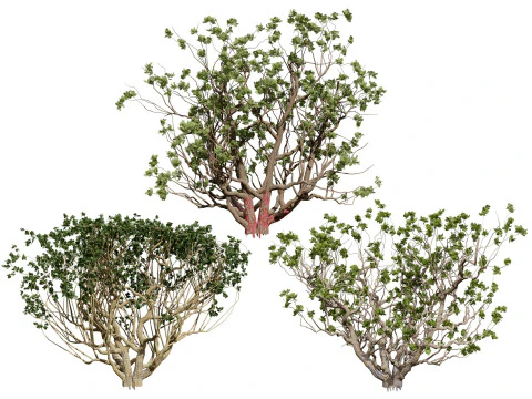 アラビアン ボスウェリア サクラ ルバン ツリー 3Dモデル