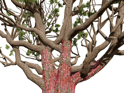 Arabian Boswellia Sacra Luban Tree 3D Model