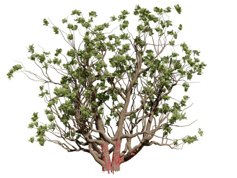 Arabian Boswellia Sacra Luban Tree 3D Model