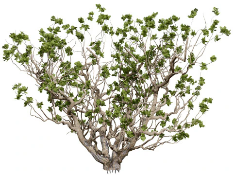 Arabian Boswellia Sacra Luban Tree 3D Model