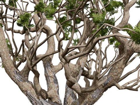 Arabian Boswellia Sacra Luban Tree 3D Model