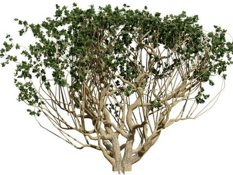 Arabian Boswellia Sacra Luban Tree 3D Model