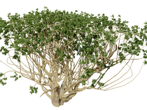 Arabian Boswellia Sacra Luban Tree 3D Model
