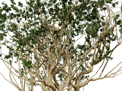 Arabian Boswellia Sacra Luban Tree 3D Model