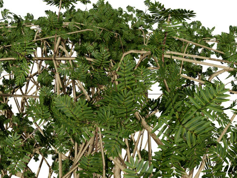 Arabian Boswellia Sacra Luban Tree 3D Model