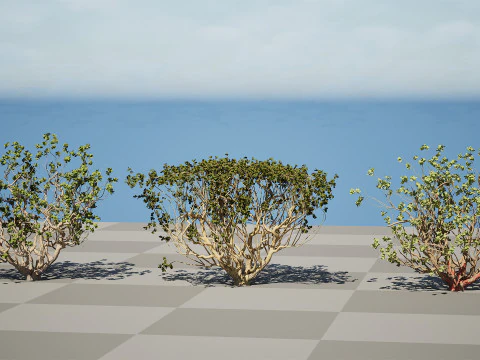 Arabian Boswellia Sacra Luban Tree 3D Model