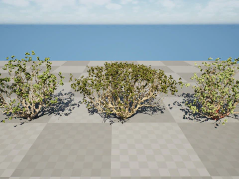 Arabian Boswellia Sacra Luban Tree 3D Model