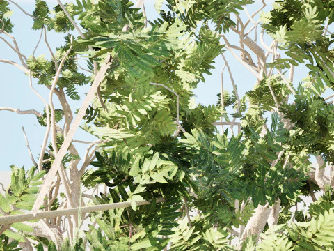 Arabian Boswellia Sacra Luban Tree 3D Model